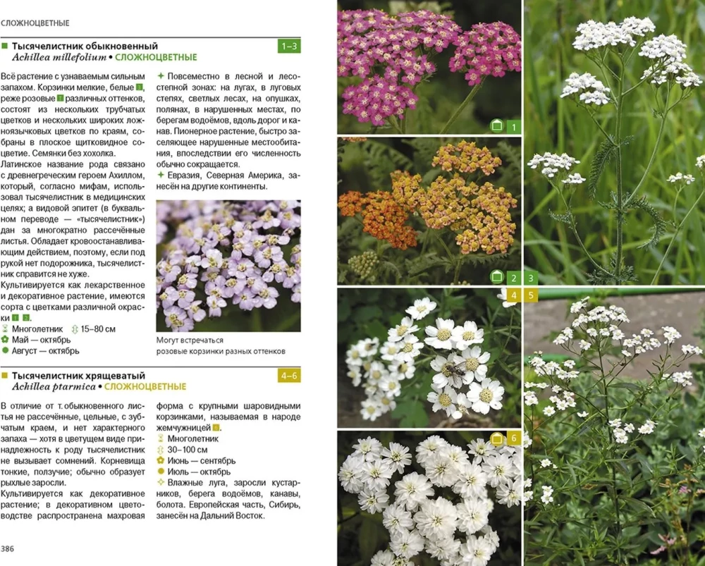 Herbaceous Plants of the Central Region of Russia. Photo Identifier
