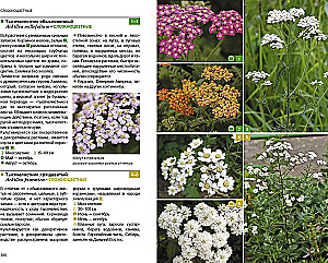 Herbaceous Plants of the Central Region of Russia. Photo Identifier
