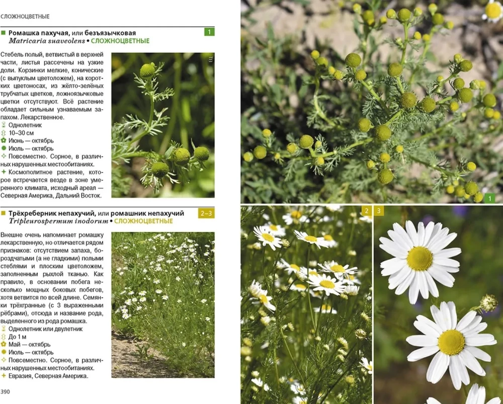 Herbaceous Plants of the Central Region of Russia. Photo Identifier