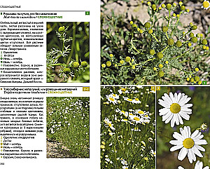 Herbaceous Plants of the Central Region of Russia. Photo Identifier