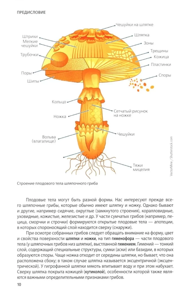 Mushrooms of Russia: A Photo Identifier