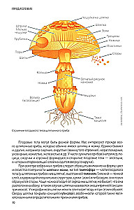 Mushrooms of Russia: A Photo Identifier