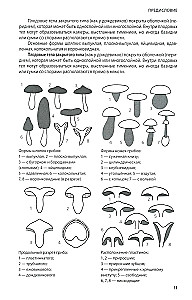 Mushrooms of Russia: A Photo Identifier
