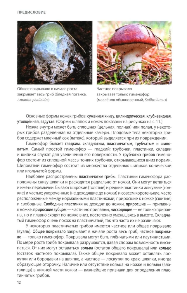 Mushrooms of Russia: A Photo Identifier