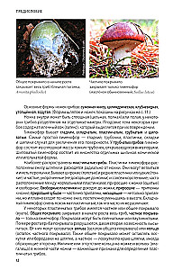 Mushrooms of Russia: A Photo Identifier