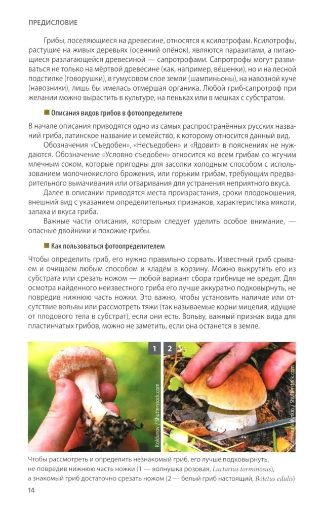 Mushrooms of Russia: A Photo Identifier