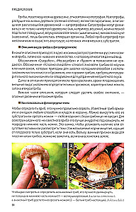 Mushrooms of Russia: A Photo Identifier