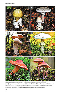 Mushrooms of Russia: A Photo Identifier