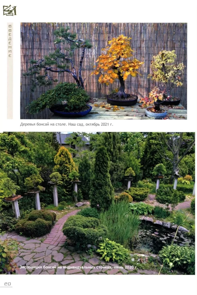 Bonsai. Small trees for great joy