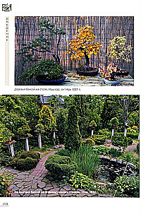 Bonsai. Small trees for great joy