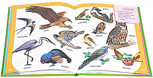 The First Book for the Very Young
