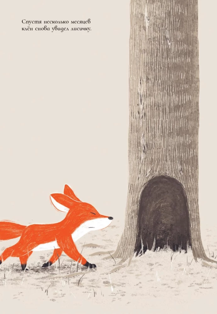 Der Fuchs und der Ahorn
