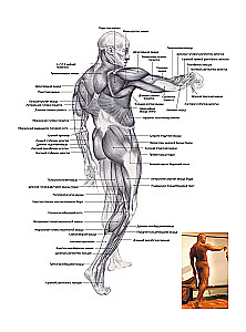 Anatomy of Rey. A Comprehensive Guide to Drawing for Artists