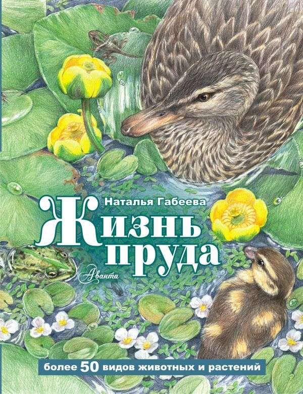 The Life of the Pond