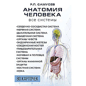 Anatomia człowieka. 80 karteczek. Wszystkie systemy
