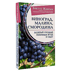 Grapes, raspberries, currants. A rich harvest of beloved berries in the garden