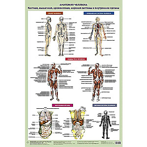 Human Anatomy. Bone, Muscle, Circulatory Systems and Internal Organs (Poster in a Tube)