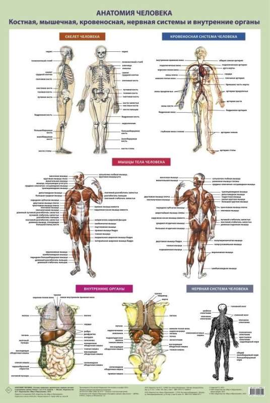 Human Anatomy. Skeletal, muscular, circulatory systems and internal organs: Poster