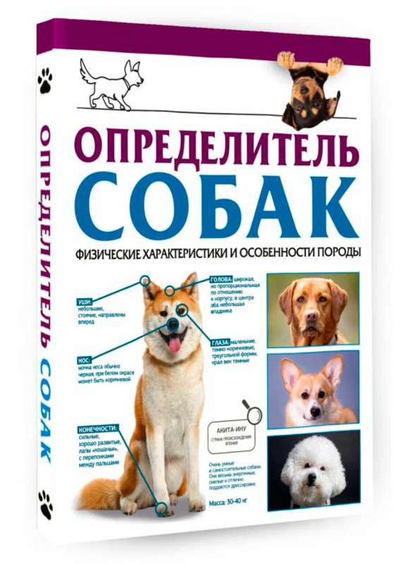 Dog Identifier. Physical Characteristics and Breed Features