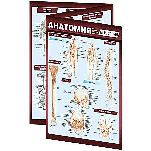 Anatomy. The Most Compact Anatomical Chart