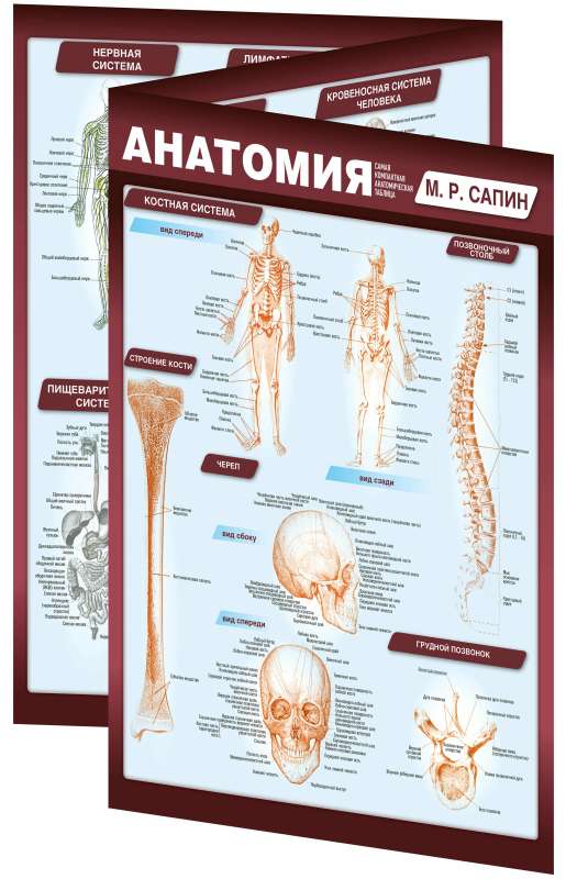 Anatomy. The Most Compact Anatomical Chart