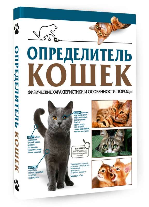 Cat Guide. Physical Characteristics and Breed Features