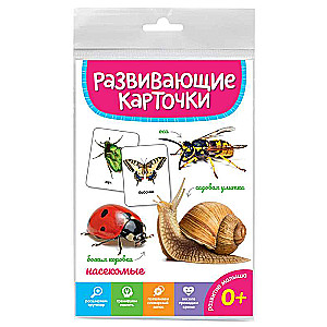 Educational Cards. Insects