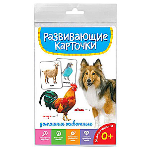 Educational Cards. Pets