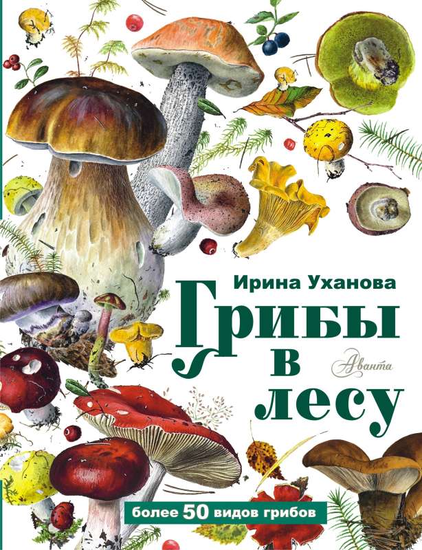 Mushrooms in the Forest
