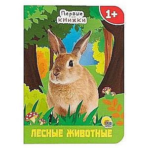 Forest Animals