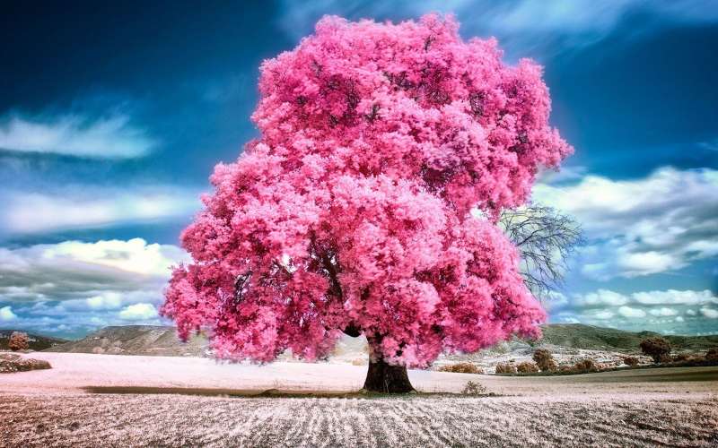 Paint by Numbers 40x50 cm Pink Maple, 25 colors, frame 4