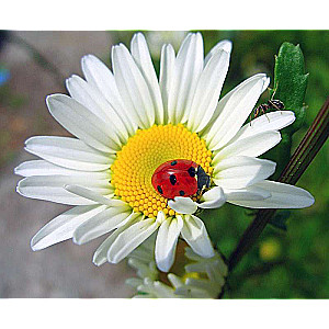 Paint by numbers 30x40 cm Daisy, 20 colors, cut 4