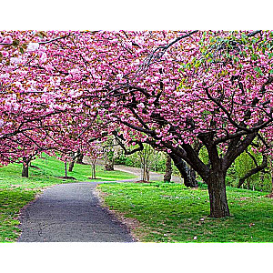 Paint by Numbers 30x40 cm Cherry Blossom, 20 colors, level 4