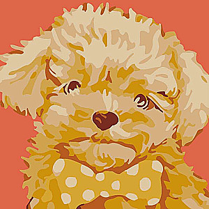Paint by Numbers 20x20 cm Sweet Maltipoo, 8 colors, torn 4