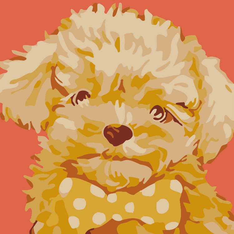 Paint by Numbers 20x20 cm Sweet Maltipoo, 8 colors, torn 4