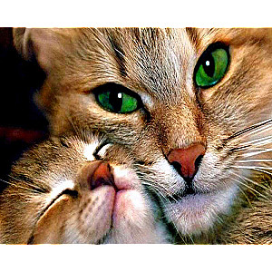 Paint by numbers 30x40 cm Cat with kitten, 20 colors, 4 size