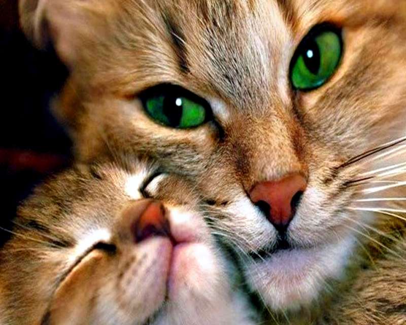 Paint by numbers 30x40 cm Cat with kitten, 20 colors, 4 size