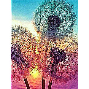 Diamond Mosaic 40x50 cm Dandelions, 28 colors, cut 4