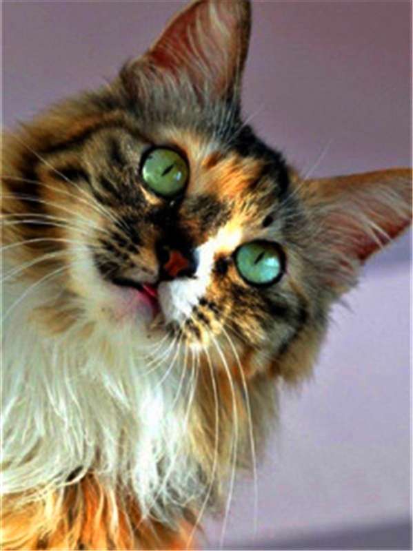 Diamond Mosaic 30x40 cm Tortoiseshell Cat, 26 colors, level 4