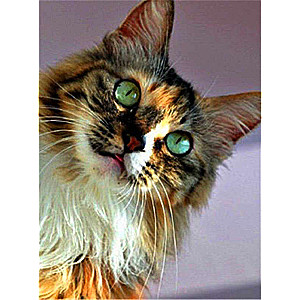 Diamond Mosaic 30x40 cm Tortoiseshell Cat, 26 colors, level 4