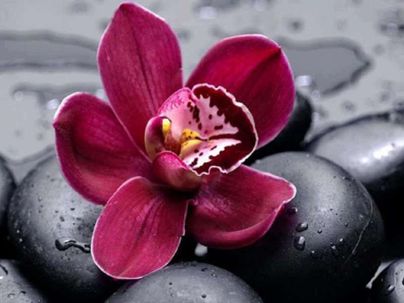 Diamond Mosaic 30x40 cm Orchid on Rocks, 26 colors, level 4
