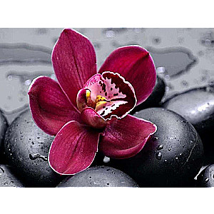 Diamond Mosaic 30x40 cm Orchid on Rocks, 26 colors, level 4