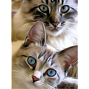 Diamond mosaic 30x40 cm Siamese cats, 26 colors, level 4