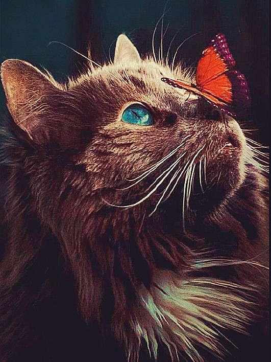 Diamond Mosaic 30x40 cm Cat and Butterfly, 24 colors, partial 4