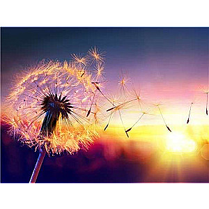 Diamond mosaic 30x40 cm Dandelion, 26 colors, urv. 4