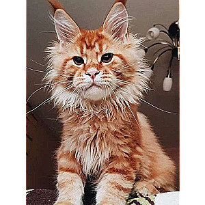 Diamond Mosaic 30x40 cm Maine Coon, 26 colors, level 4