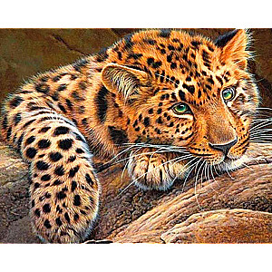 Numbered Paintings 30x40 cm Cheetah, 20 colors, edition 4