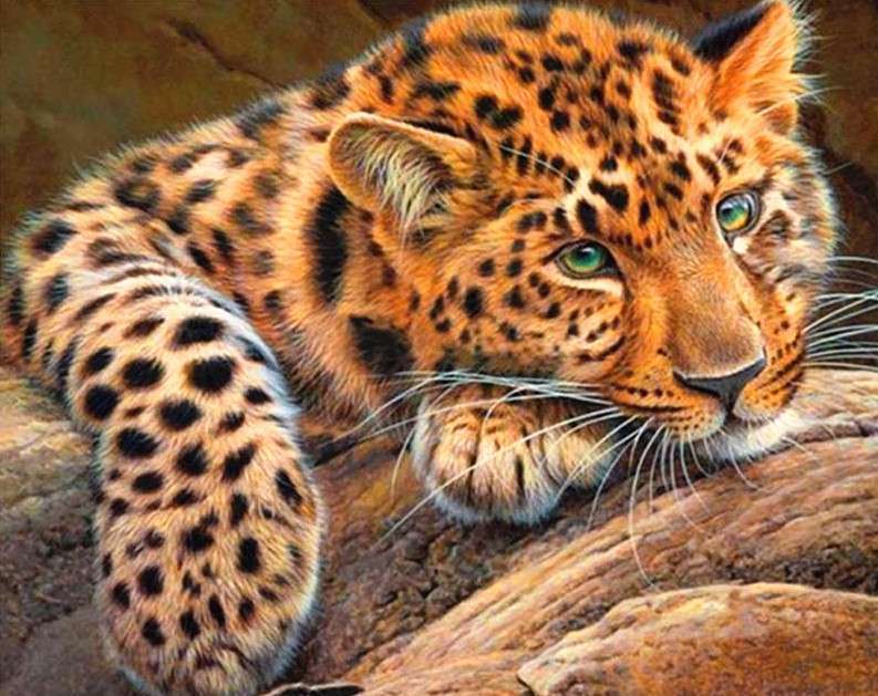 Numbered Paintings 30x40 cm Cheetah, 20 colors, edition 4