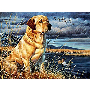 Paint by Numbers 30x40 cm Labrador