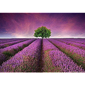 Paint by numbers 30x40 cm Lavender field
